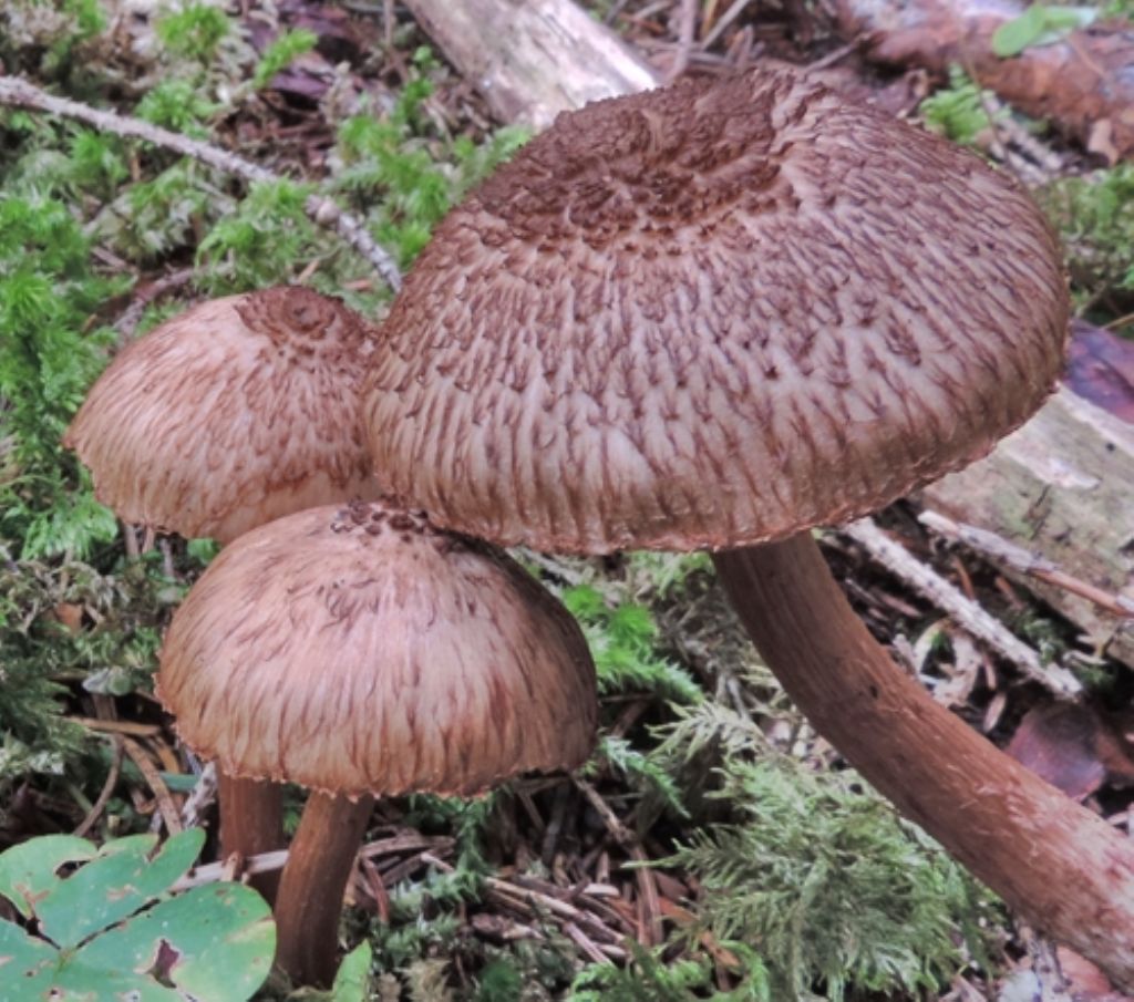 Una inocybe bellissima